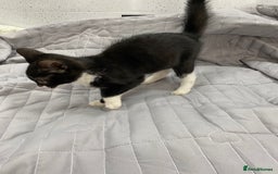 Bengal cats for sale: Beautiful female black and white kittenn - Image 6