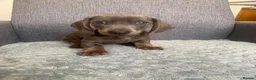 Miniature Dachshund dogs for sale: Miniature dachshund in Nelson - Advert 4