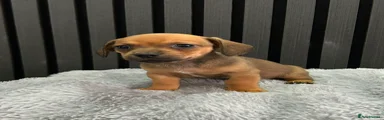 Chiweenie 5