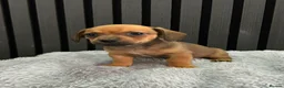 Chiweenie dogs for sale: Cute Chiweenie Boys - Advert 15