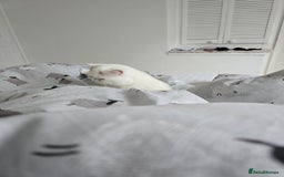 Exotic cats for sale: Stunning Rare Cream Van ESH Male - Image 14