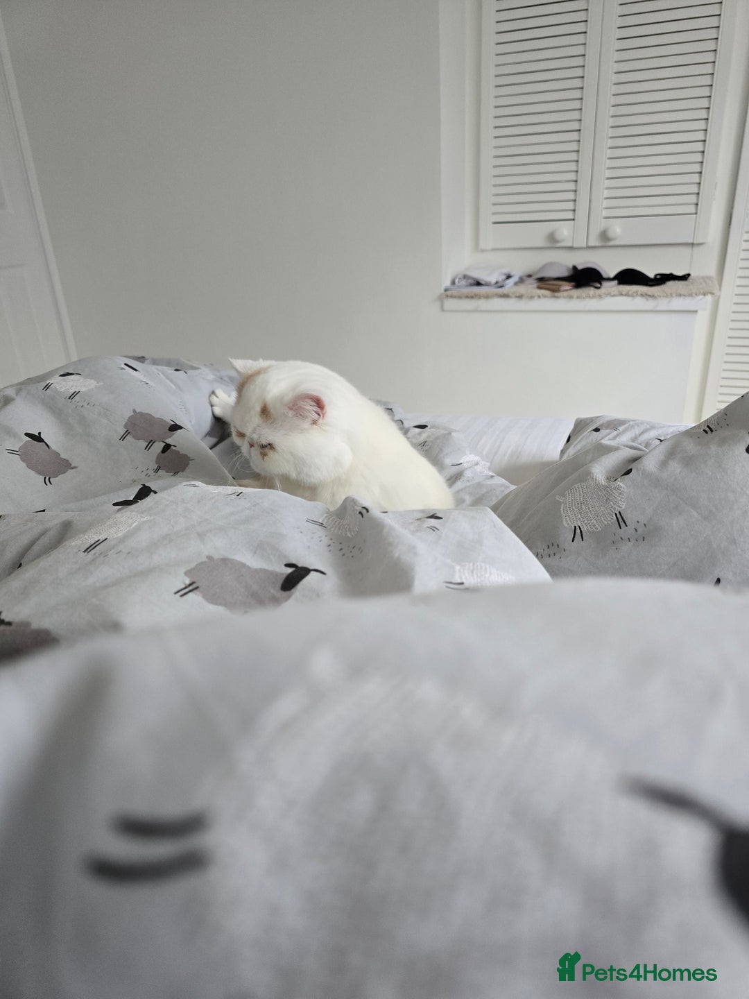 Exotic cats for sale: Stunning Rare Cream Van ESH Male - Image 14