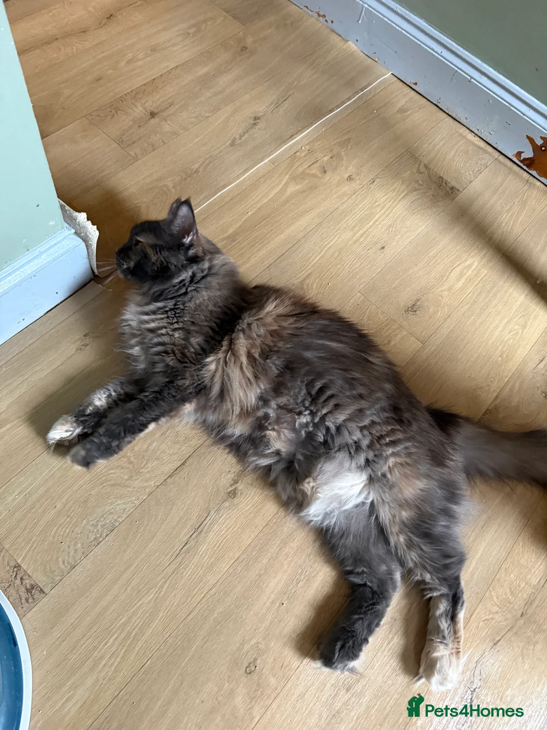 Maine Coon cats for sale: Maine Coon - Advert 2