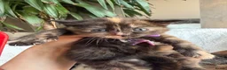 Mixed Breed cats for sale: British Shorthair/ Russian Blue cross kittens.  - Advert 8