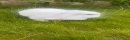 Mini Lop rabbits for sale: Mini lop for sale  - Advert 2