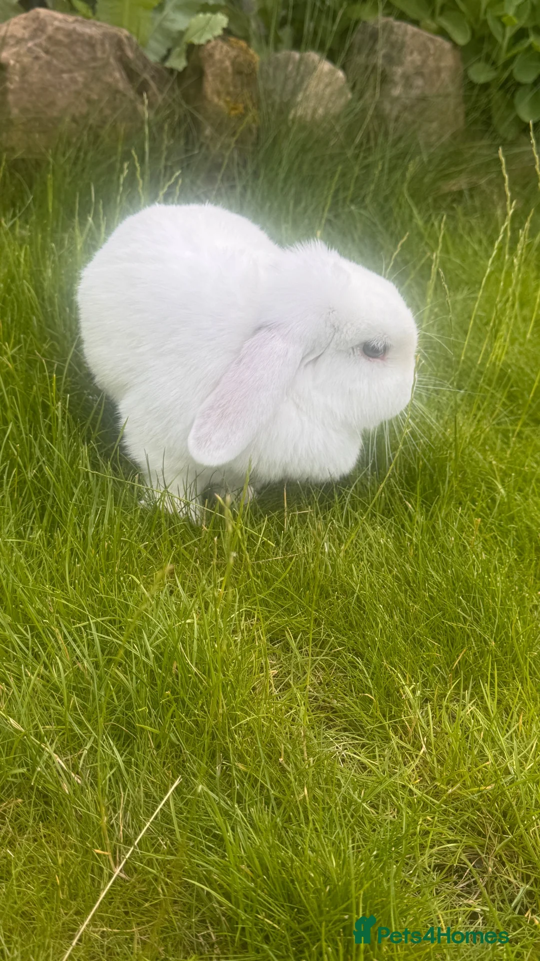 Mini Lop rabbits for sale: Mini lop for sale  - Advert 2