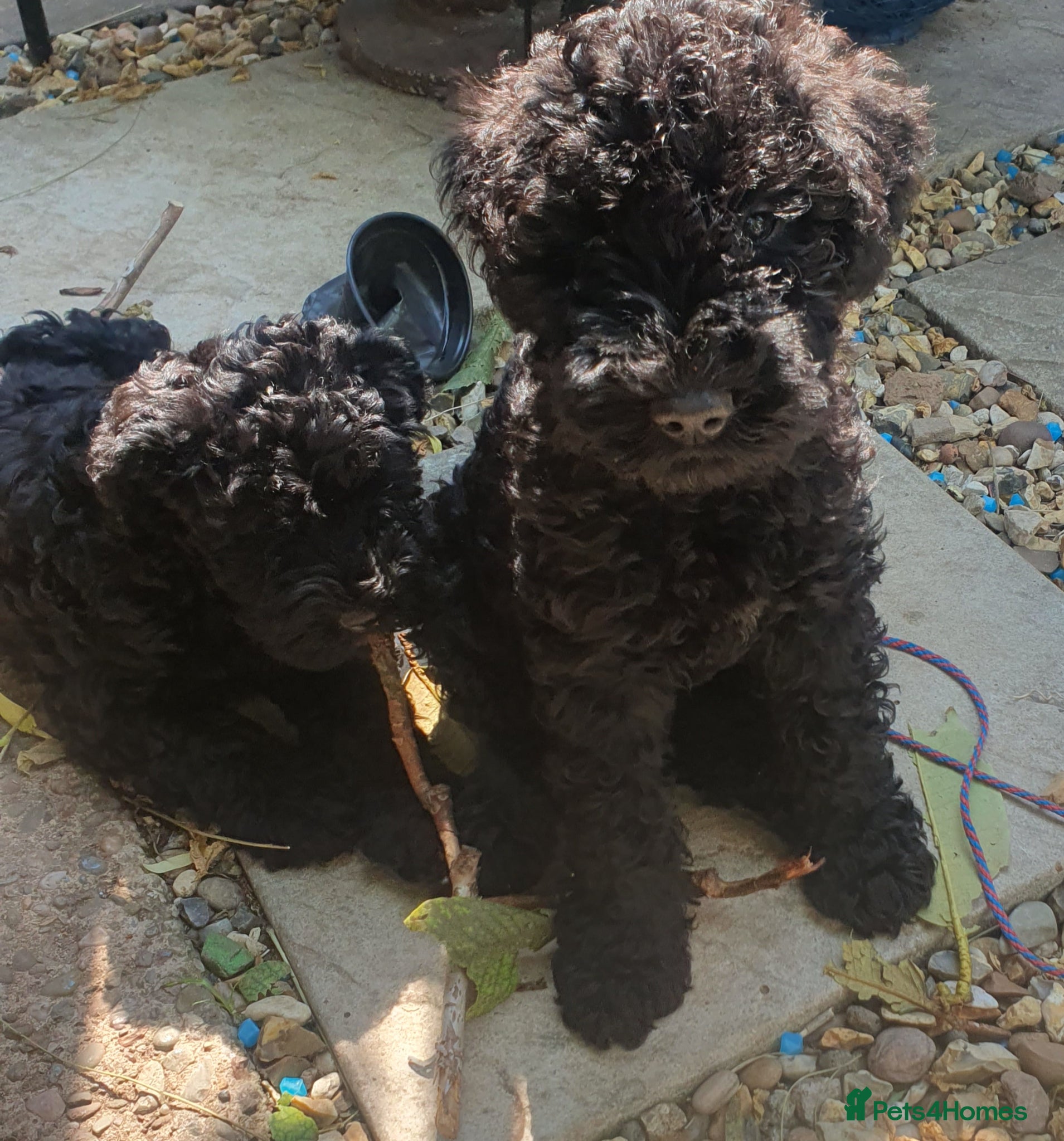 Kerry Blue Terrier dogs Kerry blue terrier puppies - Advert 1