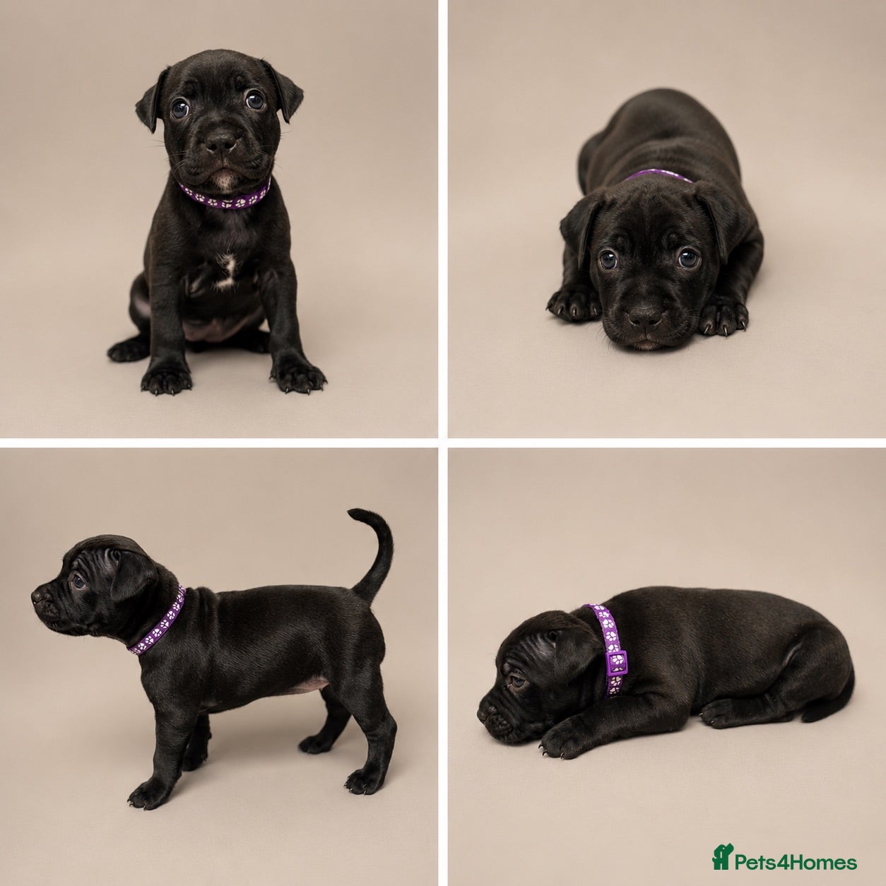 Staffordshire Bull Terrier dogs KC Staffordshire bull terrier pups  - Advert 1