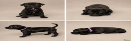Staffordshire Bull Terrier dogs for sale: KC Staffordshire bull terrier pups  - Advert 2