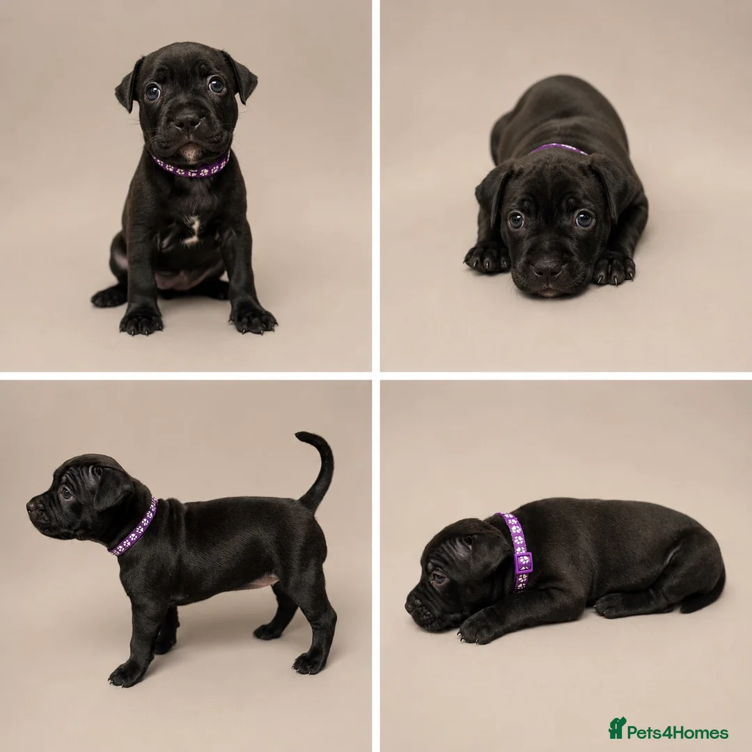 Staffordshire Bull Terrier dogs for sale: KC Staffordshire bull terrier pups  - Advert 2