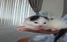 British Longhair cats for sale: 6 long haired kittens - Image 1