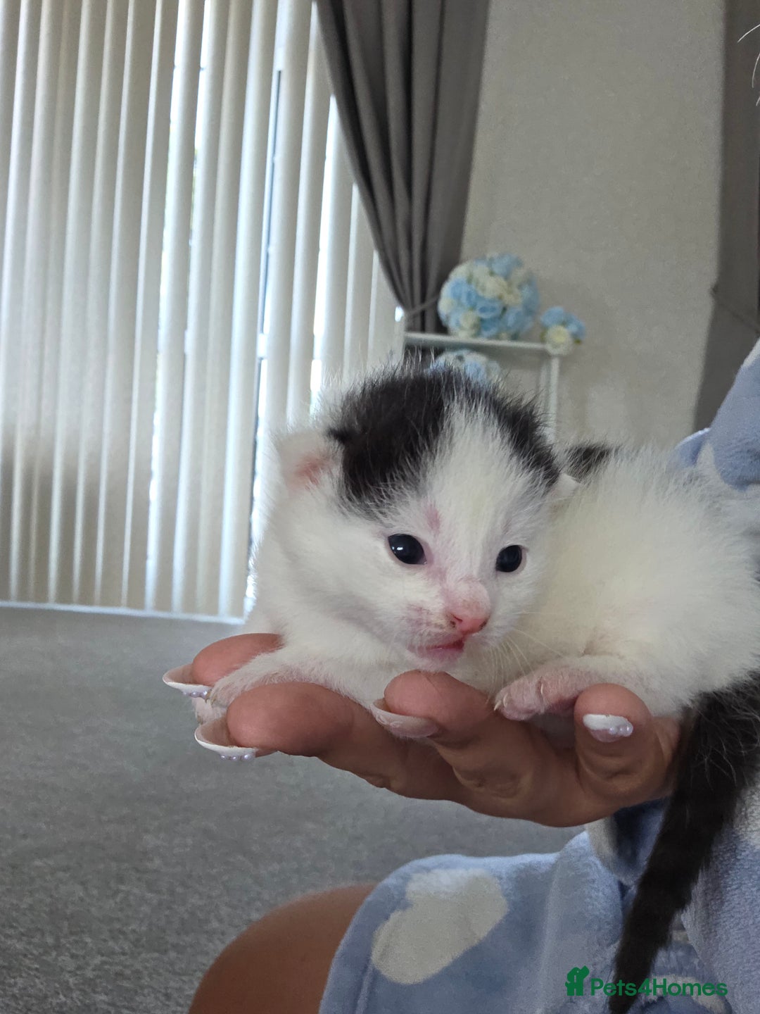 British Longhair cats for sale: 6 long haired kittens - Image 1