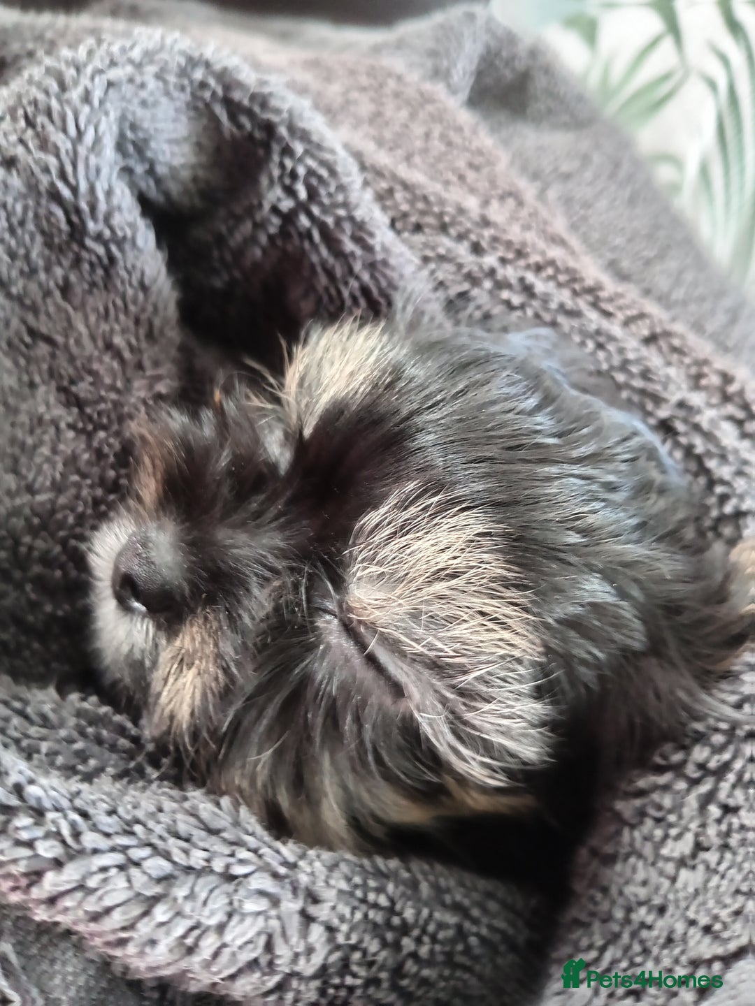 Chorkie dogs for sale: Chorkie puppy  - Advert 1