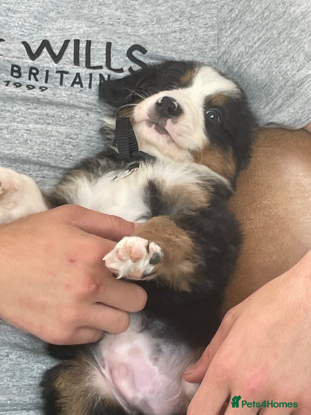 Bernese Mountain Dog dogs for sale: Beutiful boys and girl - Image 5