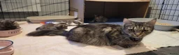 Mixed Breed cats for sale: 5 kittens *2boys**3 girls* available 31st May - Advert 2
