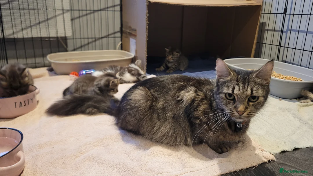 Mixed Breed cats for sale: 5 kittens *2boys**3 girls* available 31st May - Advert 2