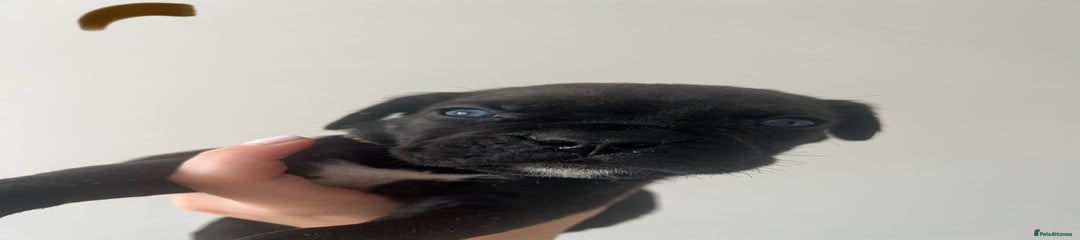 Cane Corso Puppy Brown