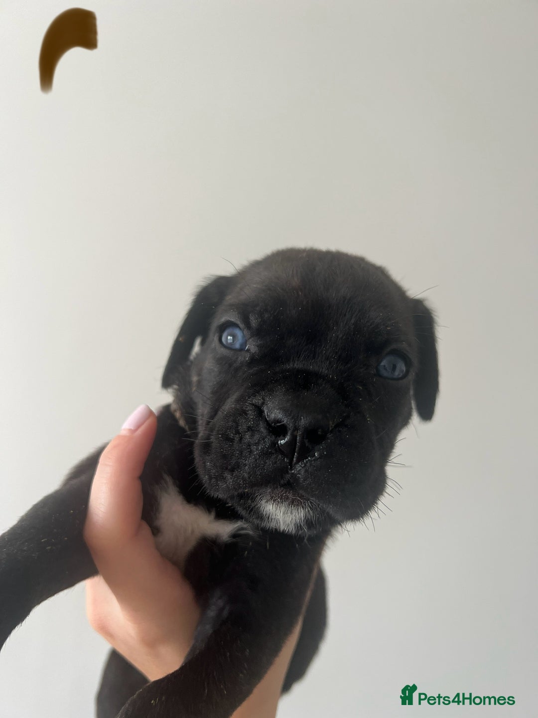 Cane Corso dogs for sale: Yuki X Aries Russian Champ Bloodline Puppies - Image 24