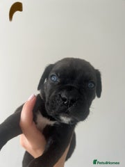 Cane Corso Puppy Brown