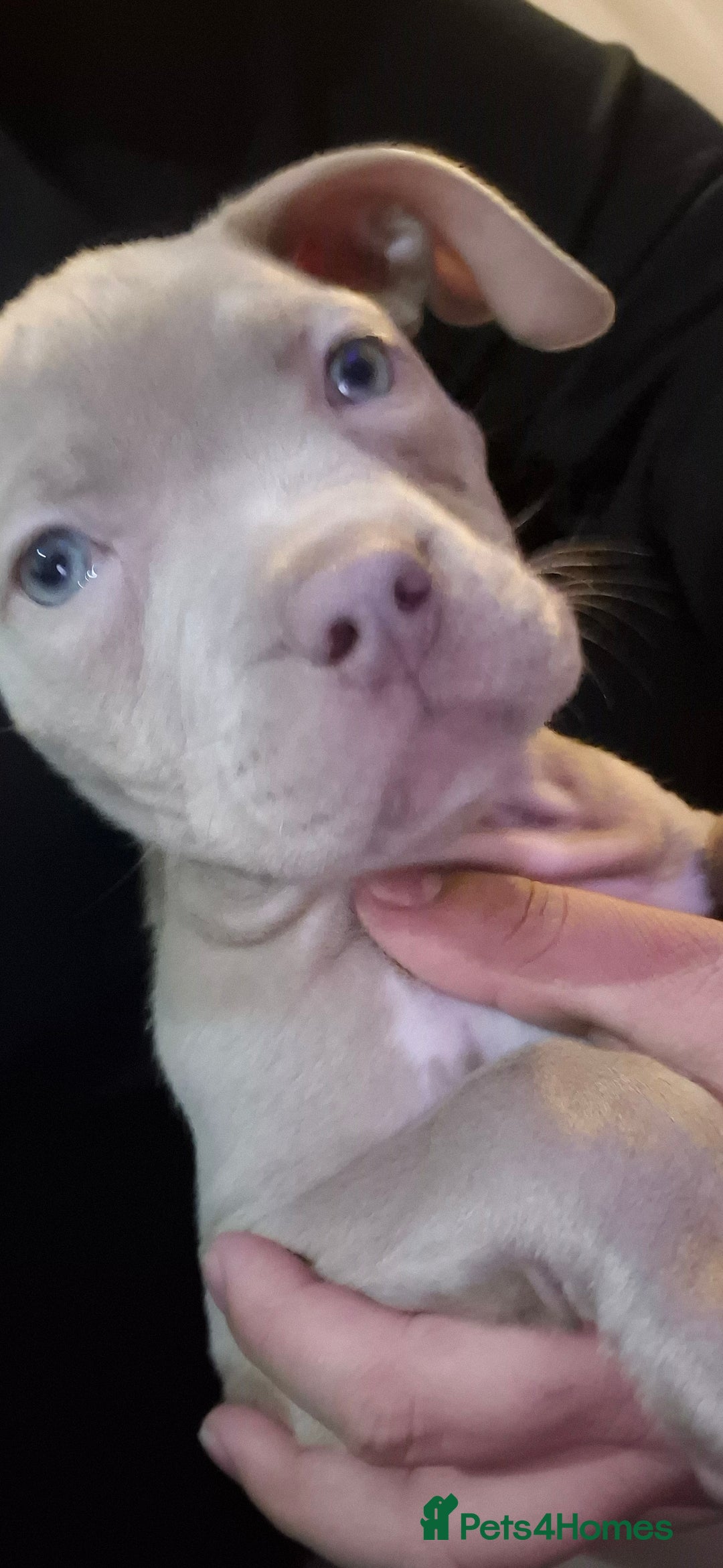 Staffordshire Bull Terrier dogs for sale: Girl Puppy 8 Weeks Old - Advert 9