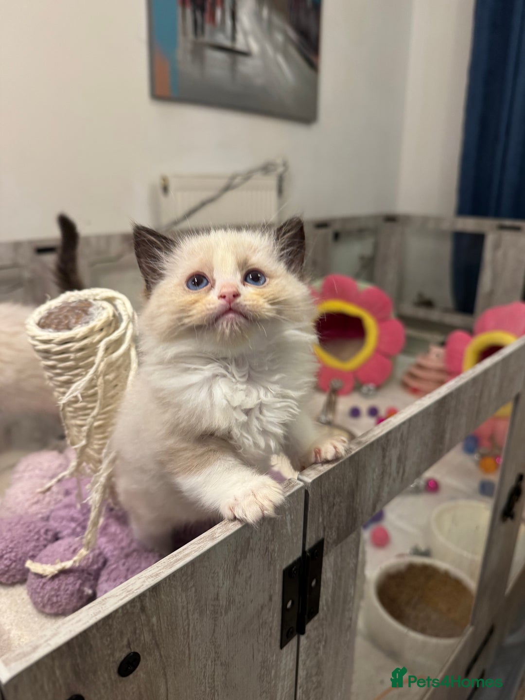 Ragdoll cats for sale: One Girl Available 🌸 - Image 18