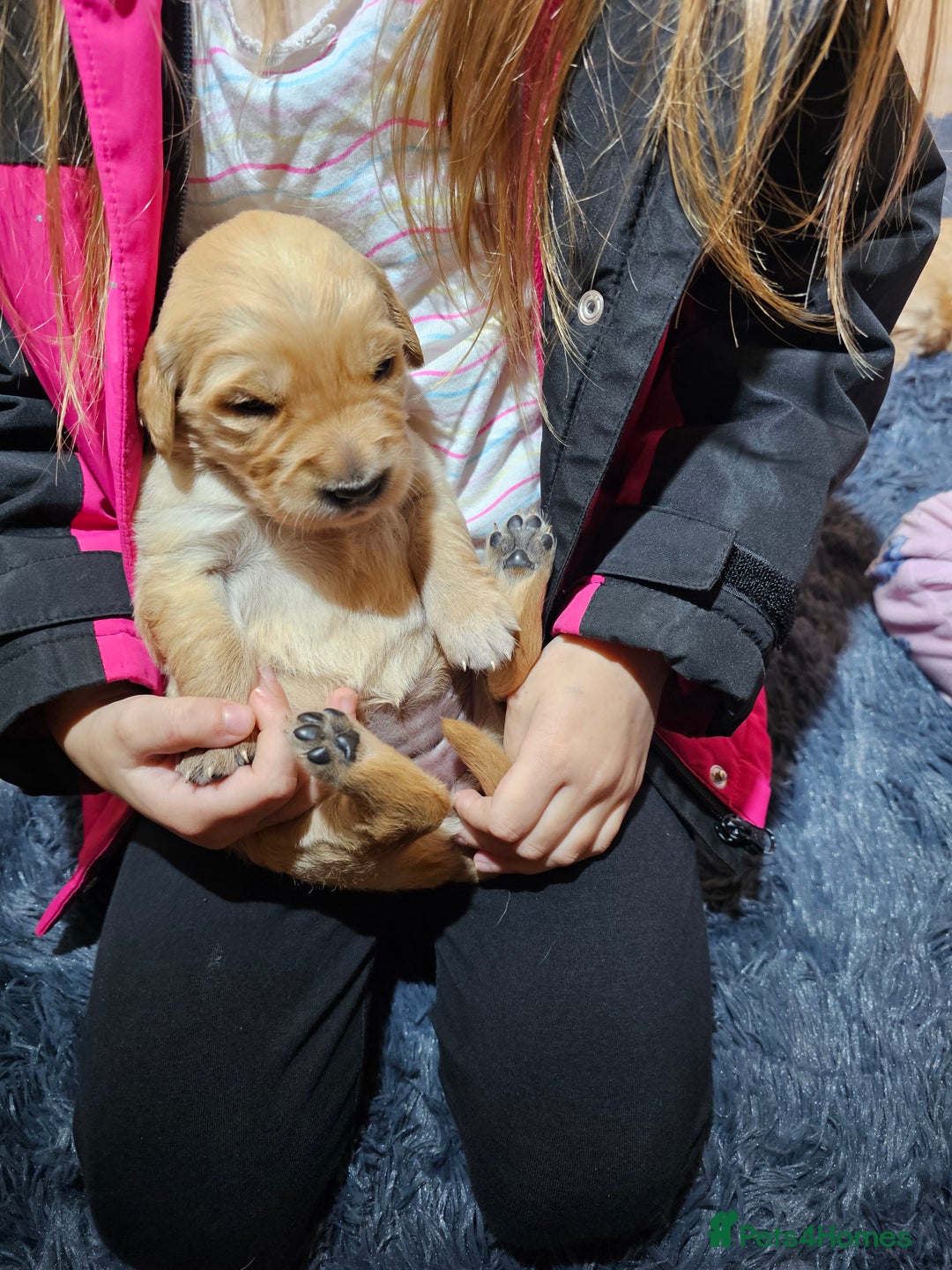 Golden Retriever dogs for sale: Golden retriever puppy for sale in Harrow  London - Advert 2