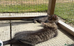 Maine Coon cats for sale: Purr Machines Ready Now - GCCF Reg Maine Coons - Image 13