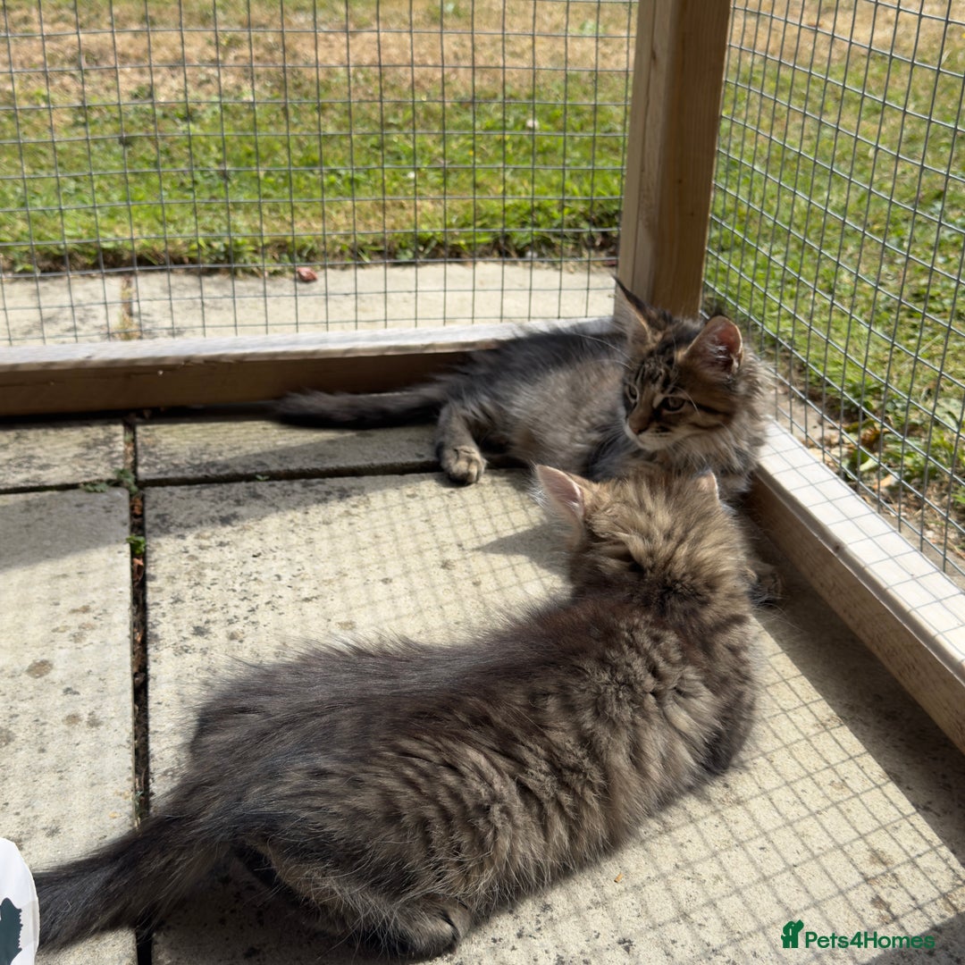 Maine Coon cats for sale: Purr Machines Ready Now - GCCF Reg Maine Coons - Image 13