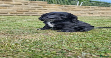 Cockapoo dogs in Brighouse - Advert 4