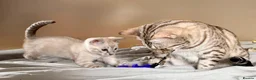 Bengal cats for sale: Tempest Bengal TICA registered kittens  - Advert 17