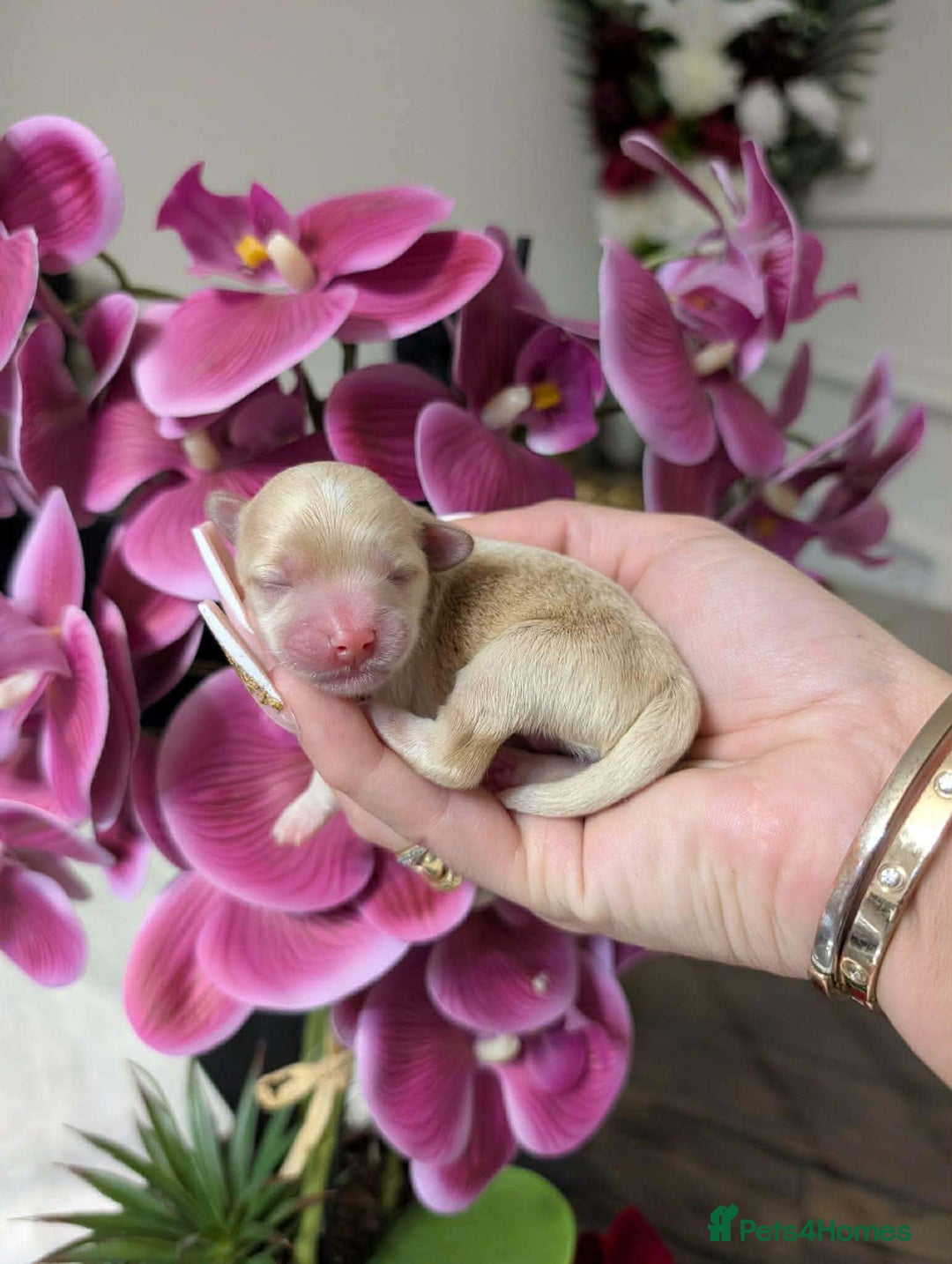 Maltipoo dogs for sale: 💫EXCEPTIONAL LUXURY F1 MALTIPOO PUPPIES🩷🩵🩷 - Advert 11