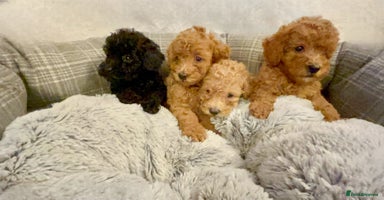 Toy Poodle dogs - Advert 1