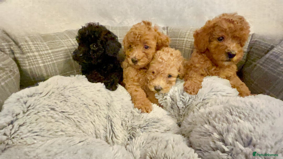 Toy Poodle dogs for sale: Pure Toy poodles -1 boy & 1 girl left  - Image 2