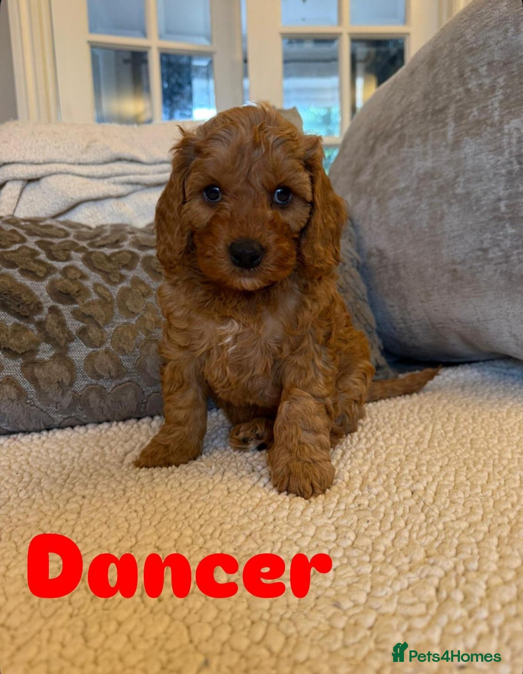 Cavapoo dogs for sale: Beautiful F1B cavapoo “teddy bear” puppies  - Advert 5