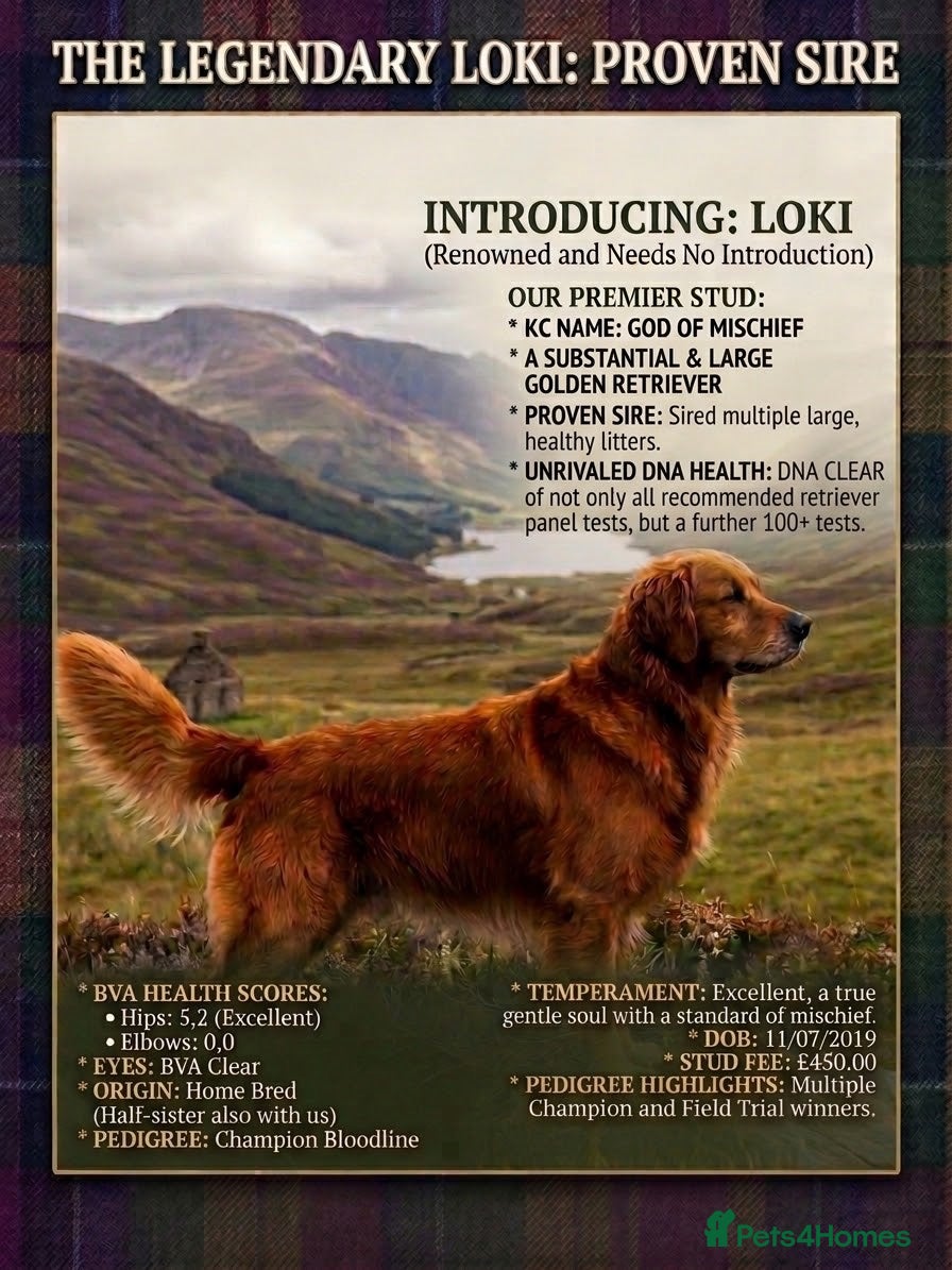 Golden Retriever dogs Loki God of Mischief  - Advert 1