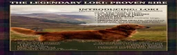 Golden Retriever dogs for stud: Loki God of Mischief  in Glenrothes - Advert 1