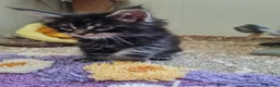 Maine Coon cats for sale: Giants maine coon kittens  in Aylesbury - Advert 8