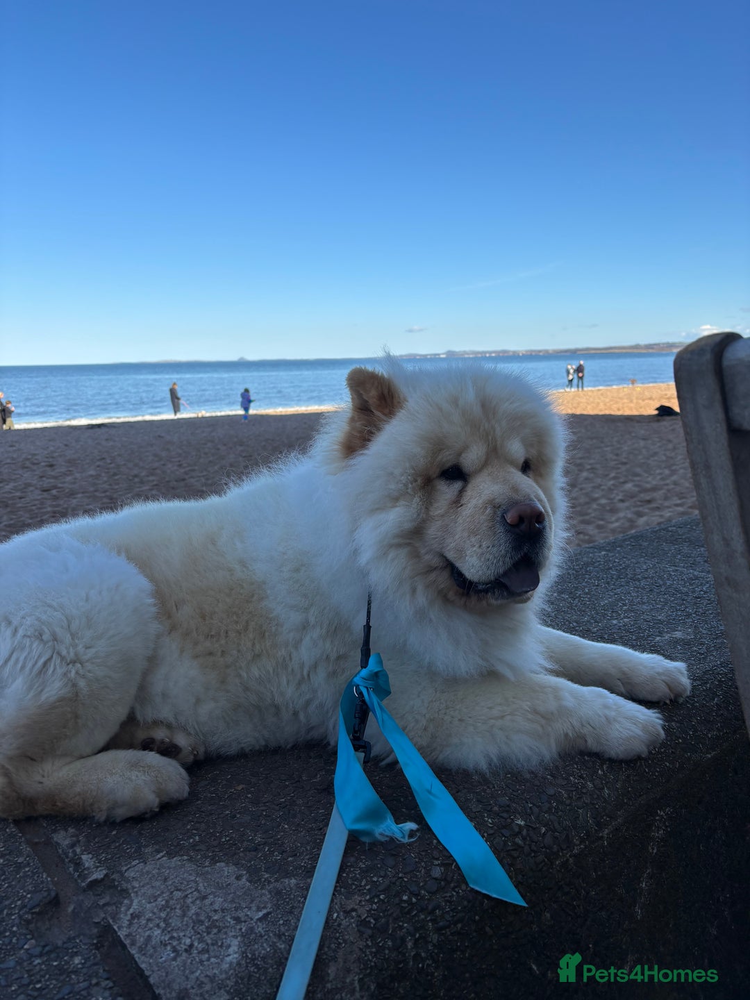 Chow Chow dogs for sale: ❤️ Heartbreaking Rehoming Chow Needs Forever Home  - Advert 1