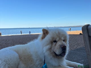 Chow Chow dogs 4 year old male chow chow - Advert 1