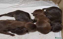 Malshi dogs for sale: Malshi - Image 1