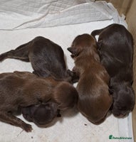 Malshi dogs - Advert 4