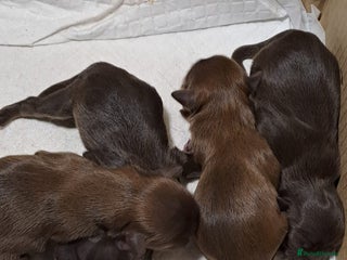 Malshi dogs - Advert 6