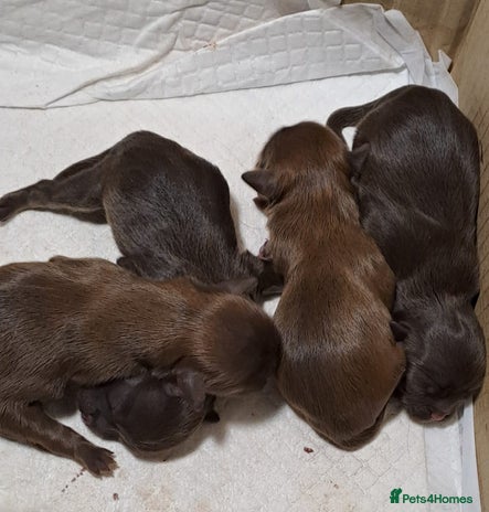 Malshi dogs - Advert 6