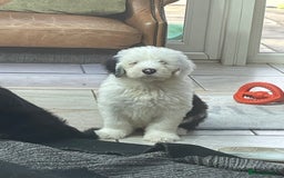 Old English Sheepdog dogs for sale: Kc old English sheep dog puppies  - Image 9