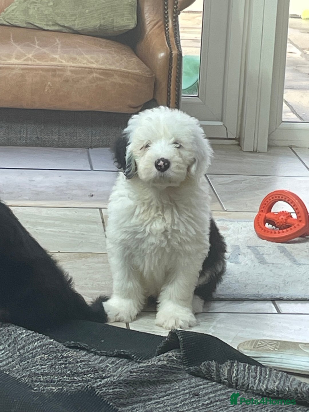 Old English Sheepdog dogs for sale: Kc old English sheep dog puppies  - Image 9