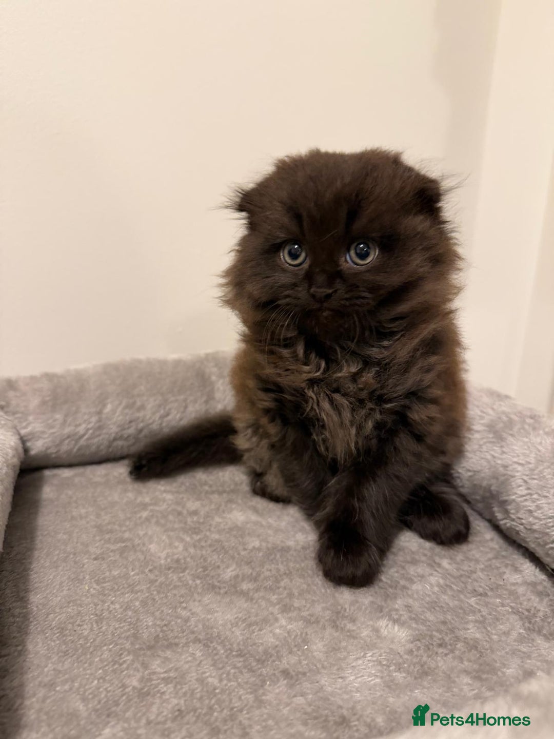 Scottish Fold cats for sale: Beautiful Scottish Fold/British Shorthair Kittens - Advert 28