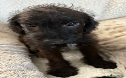 Mixed Breed dogs for sale: Patterdale cross - Image 21