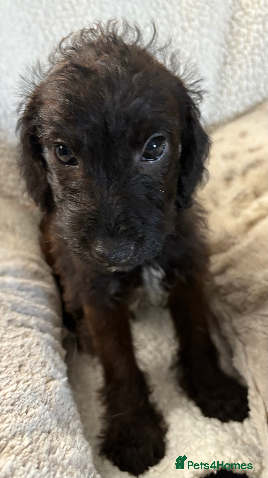 Mixed Breed dogs for sale: Patterdale cross - Image 21