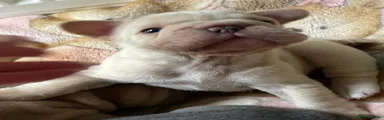 French Bulldog 1