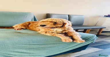 Cockapoo dogs Cocapoo dachund - Advert 5